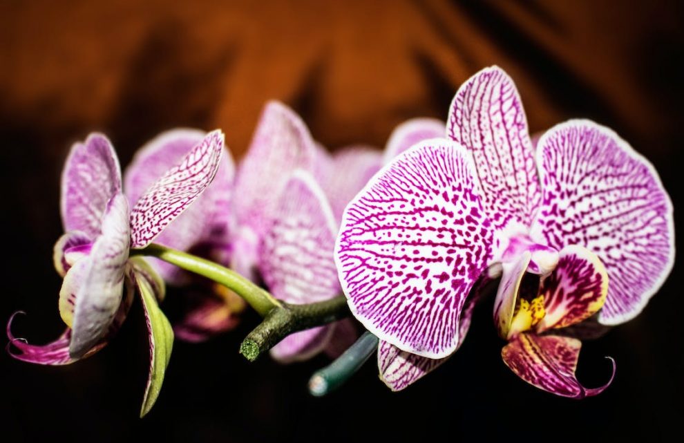 Orchidée : symbole ultime d’amour et de romantisme