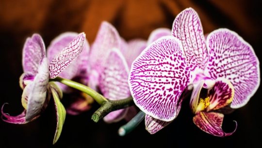 Orchidée : symbole ultime d’amour et de romantisme