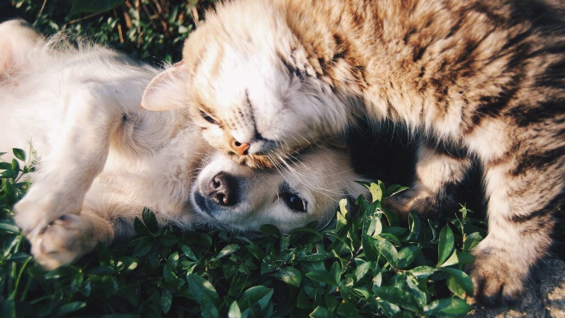 Fans de chat : comment adopter un animal de compagnie ?