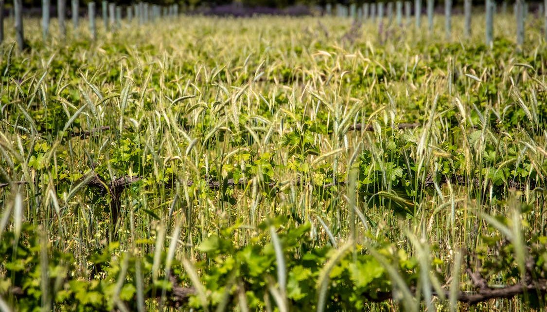 Les bienfaits des Biostimulants pour la croissance des plantes