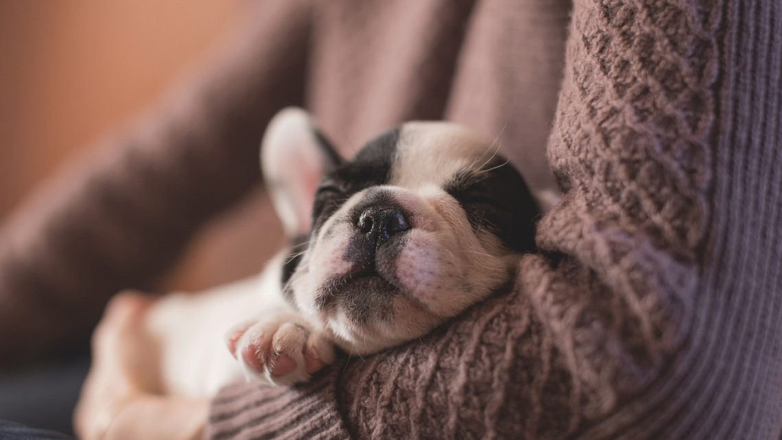 Les problèmes de comportement les plus courants chez les chiens