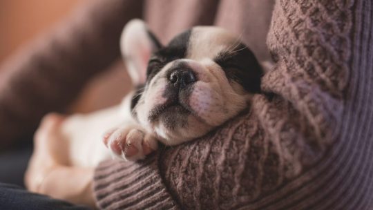 Les problèmes de comportement les plus courants chez les chiens